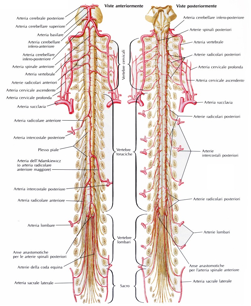 Arterie del tronco encefalico