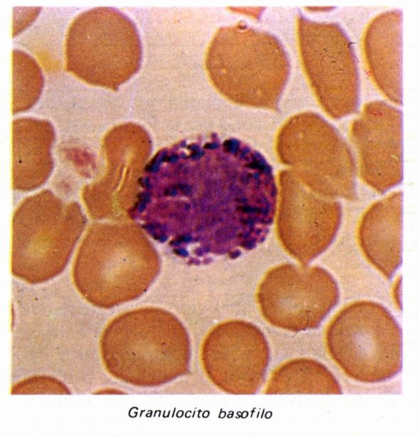 Granulociti basofili o basici
