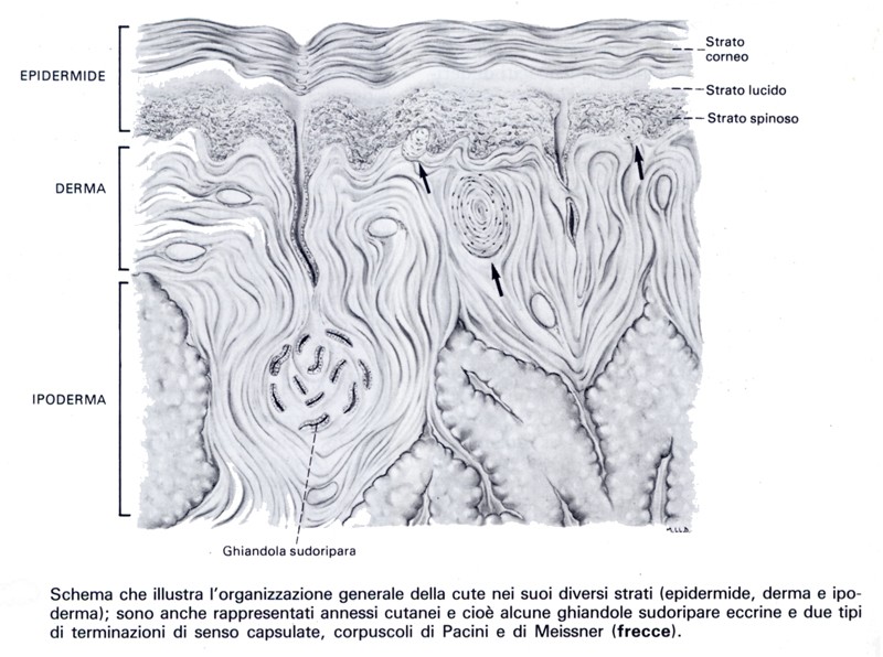 Struttura della cute