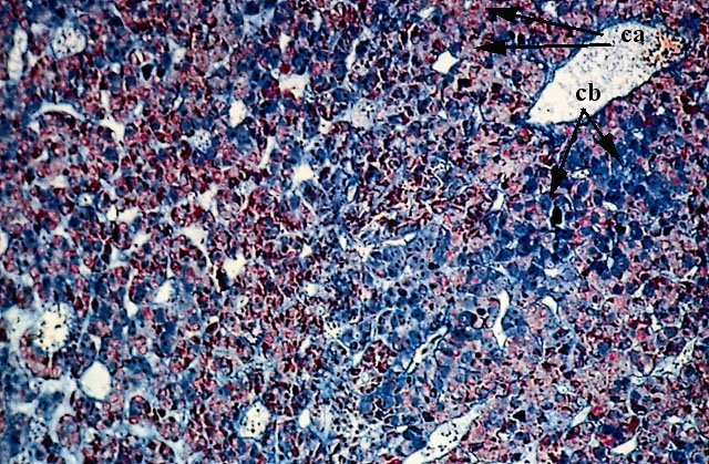 Cellule dell’adenoipofisi