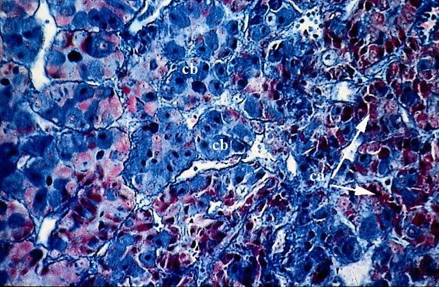 Cellule acidofile, basofile, cromofobe dell’ipofisi