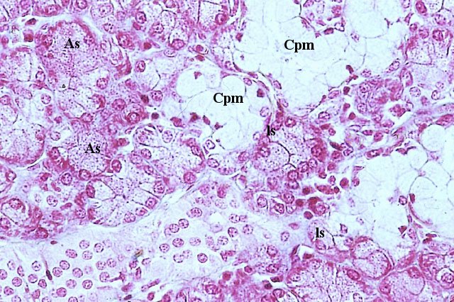 Cellule mucose della ghiandola sottomandibolare
