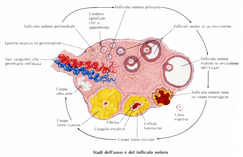 Organuli ovarici