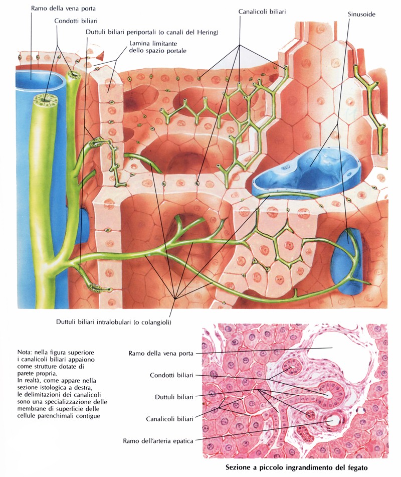 Sistema biliare intraepatico
