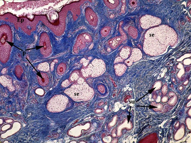 Struttura della ghiandola sudoripara apocrina
