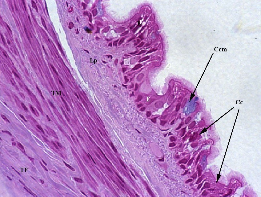 Parte posteriore della trachea