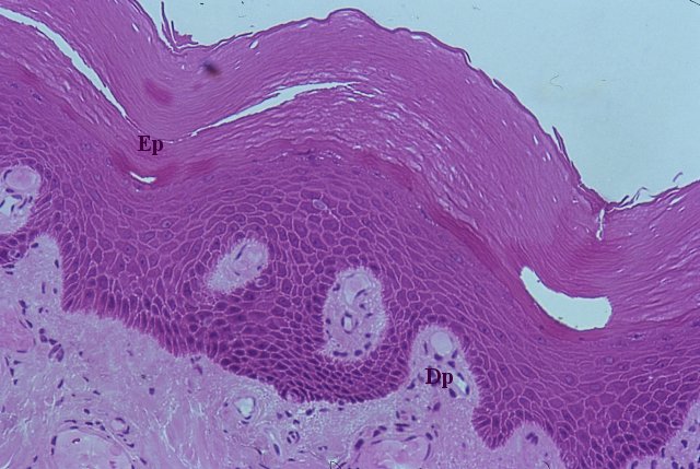 Strati dell'epidermide