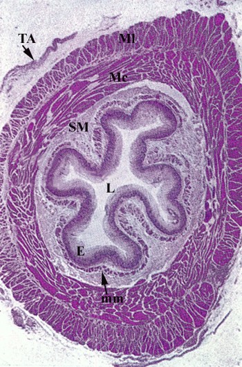 Struttura dell’esofago