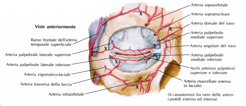 Arterie delle palpebre