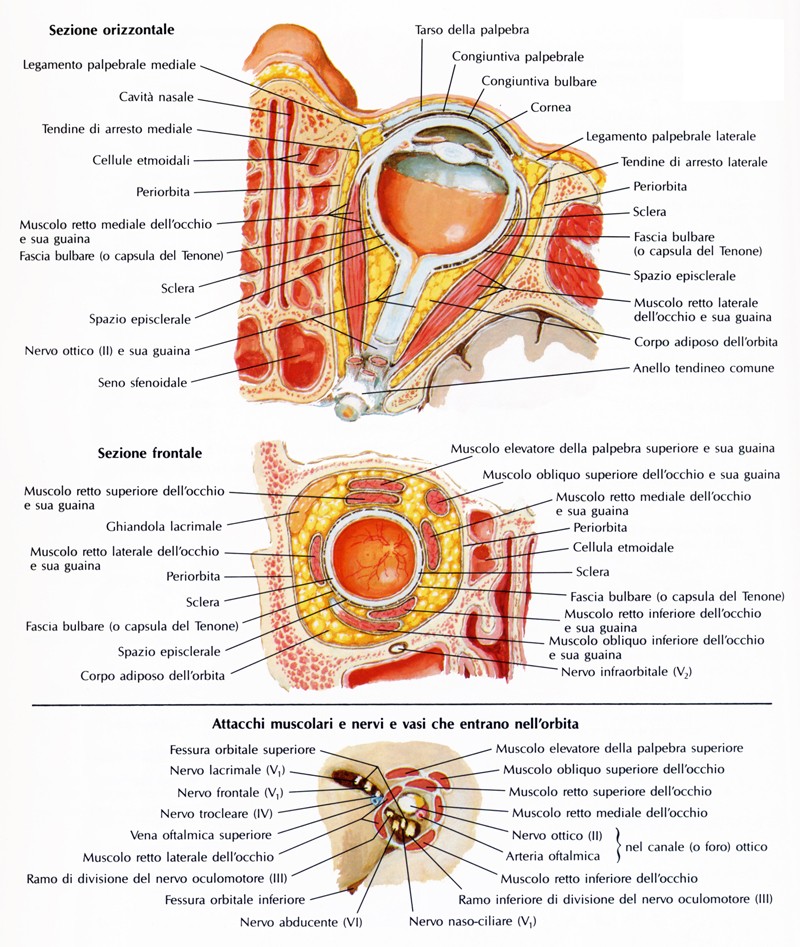 Orbita