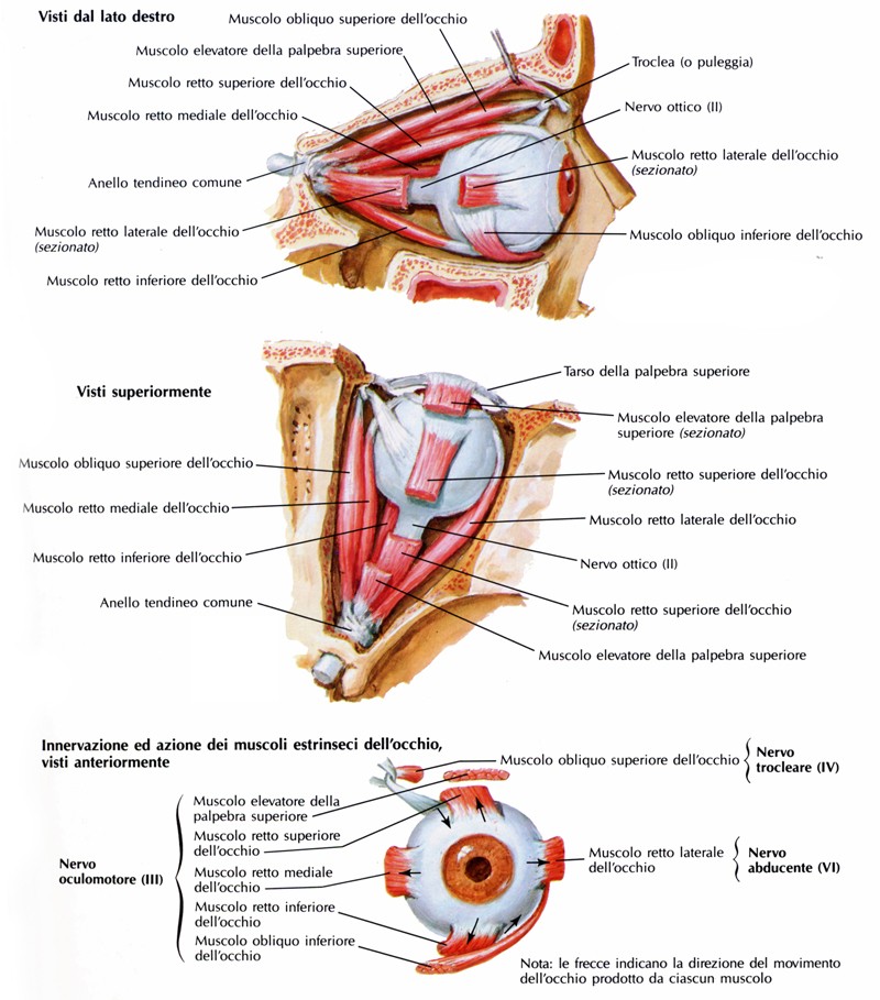 Muscolo obliquo superiore dell’occhio