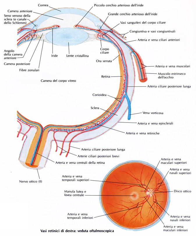 Vascolarizzazione dell’occhio