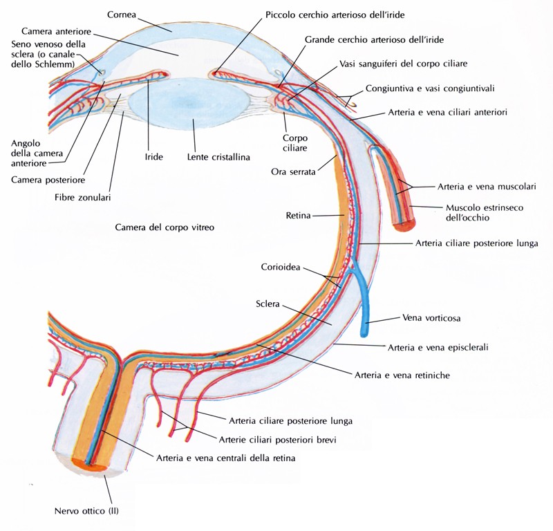 Arterie e vene della corioidea
