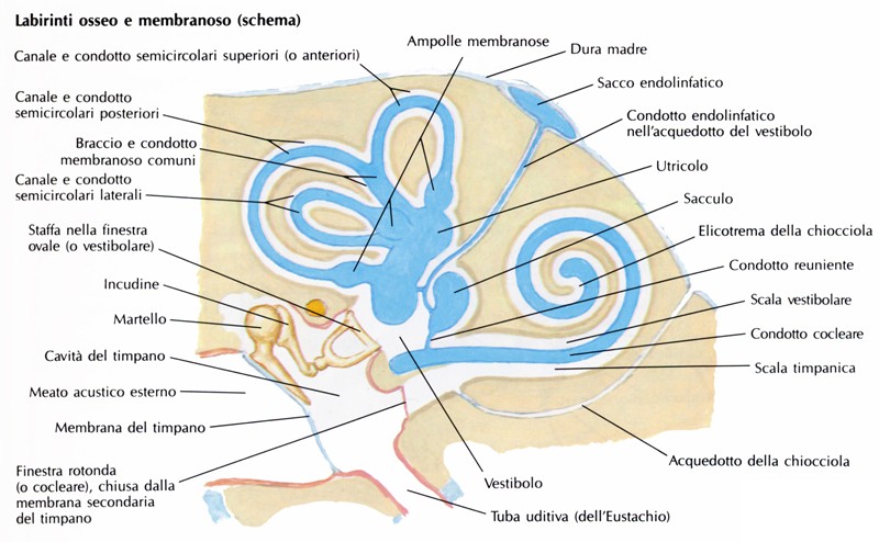 Schema del labirinto membranoso