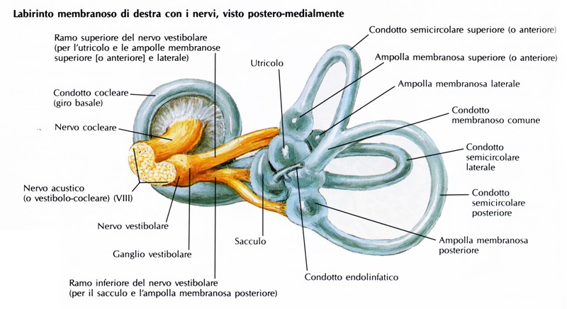 Canali semicircolari membranosi