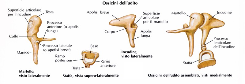 Martello, incudine, staffa