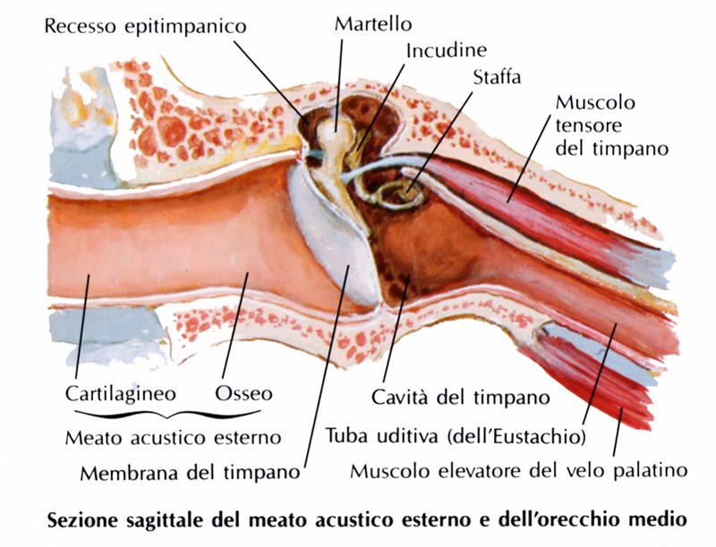Meato acustico esterno