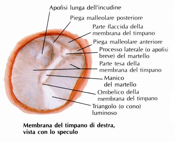 Membrana del timpano
