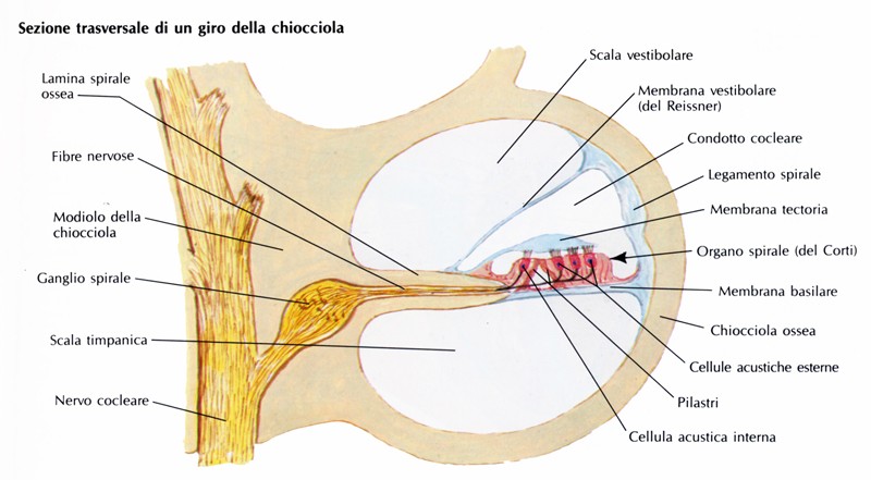 Organo di Corti