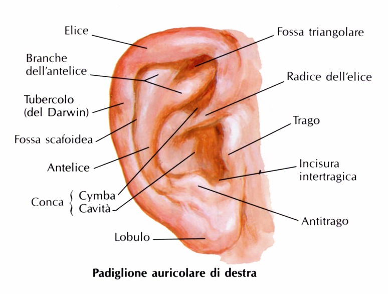 Padiglione auricolare