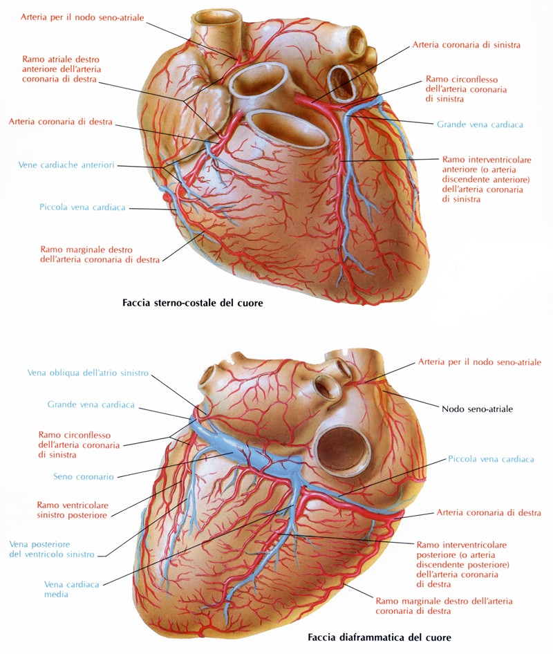 Vena cardiaca parva
