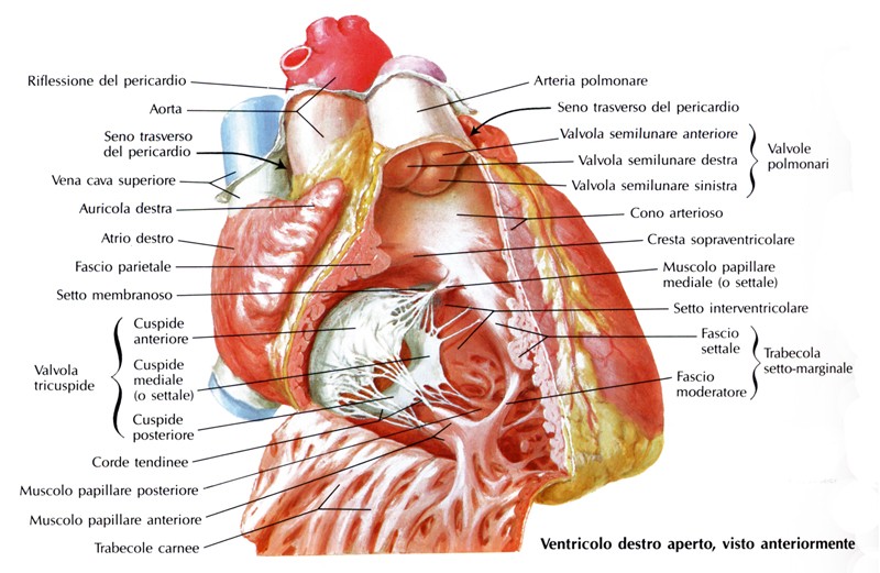 Când apar hemoroizi și cum să-l vindeci? - Lipomatoză