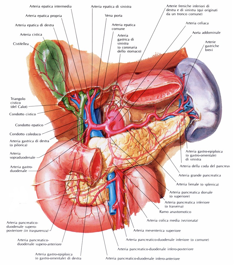 Arterie della milza