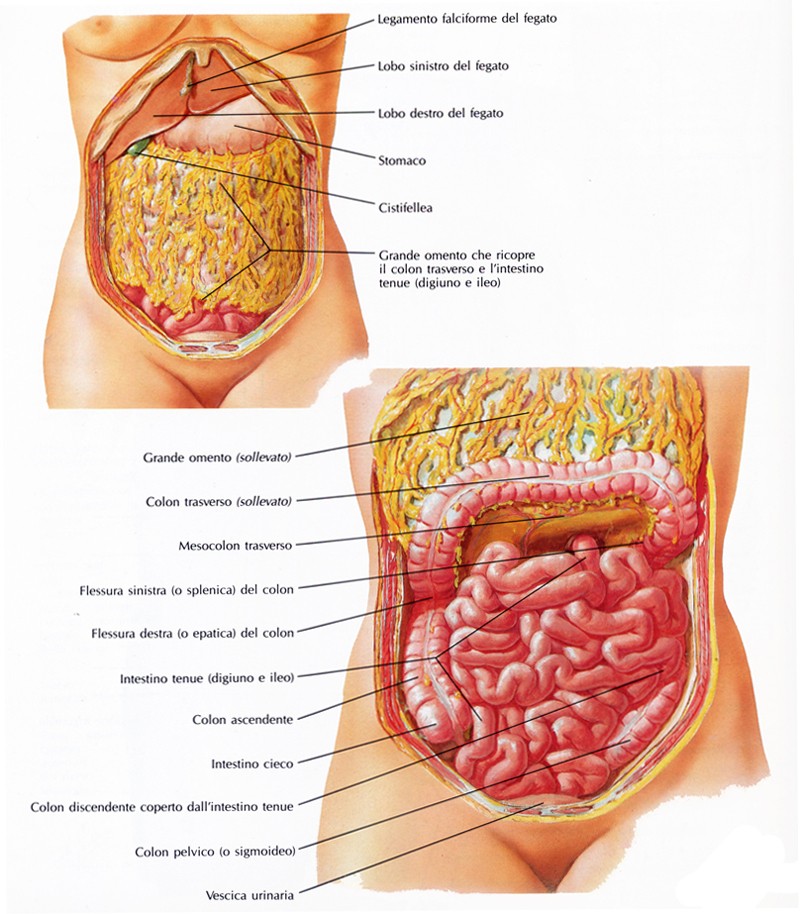 Intestino Tenue Mesenteriale Medicinapertutti It