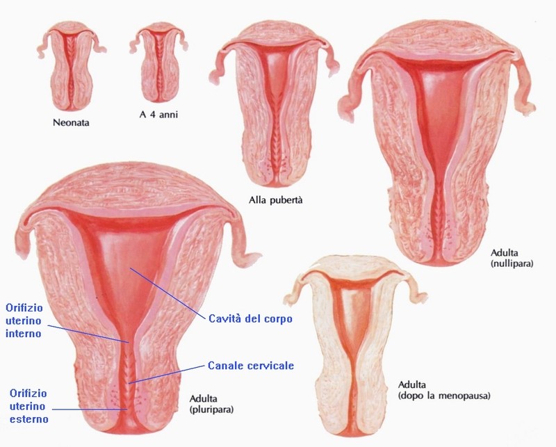 CavitÃ  uterina