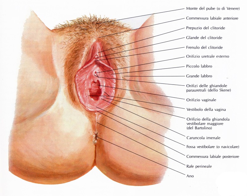 free-female-vulva-diagrams