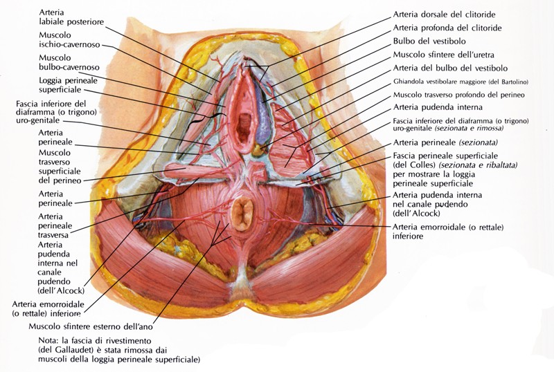 Ghiandole di Bartolino o ghiandole vestibolari maggiori