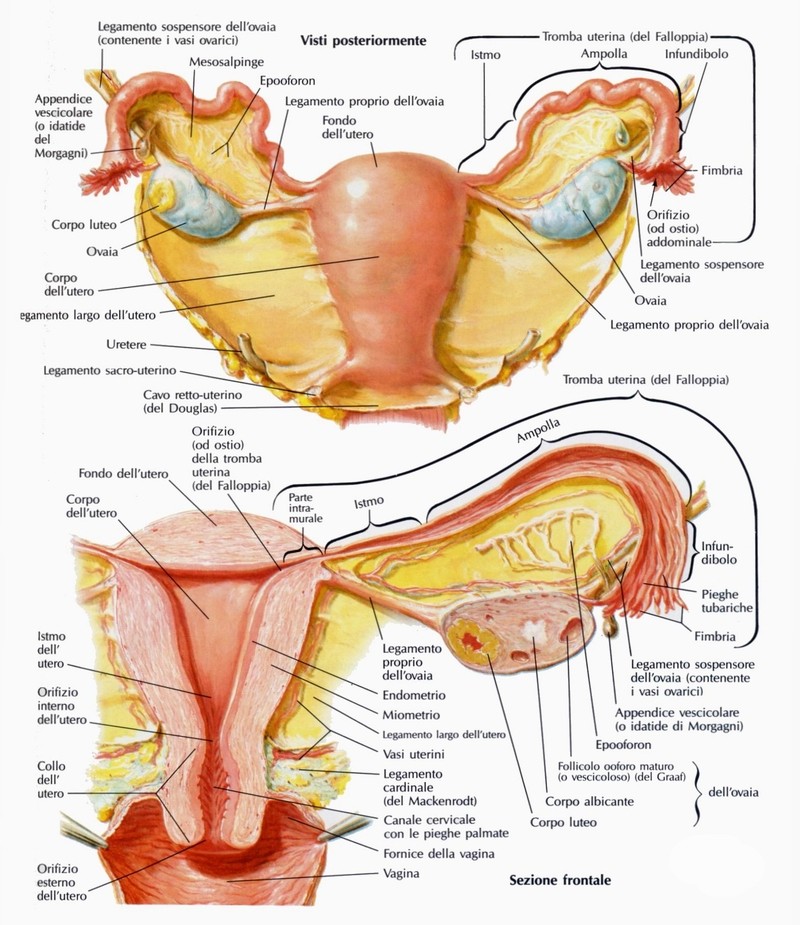 Tube uterine (o salpingi, o trombe di Falloppio od ovidutti)