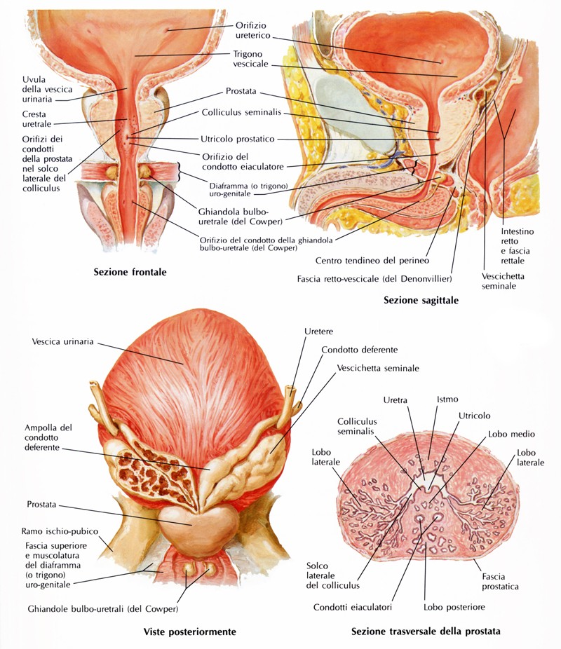 Anatomie umană prostatită prostamol