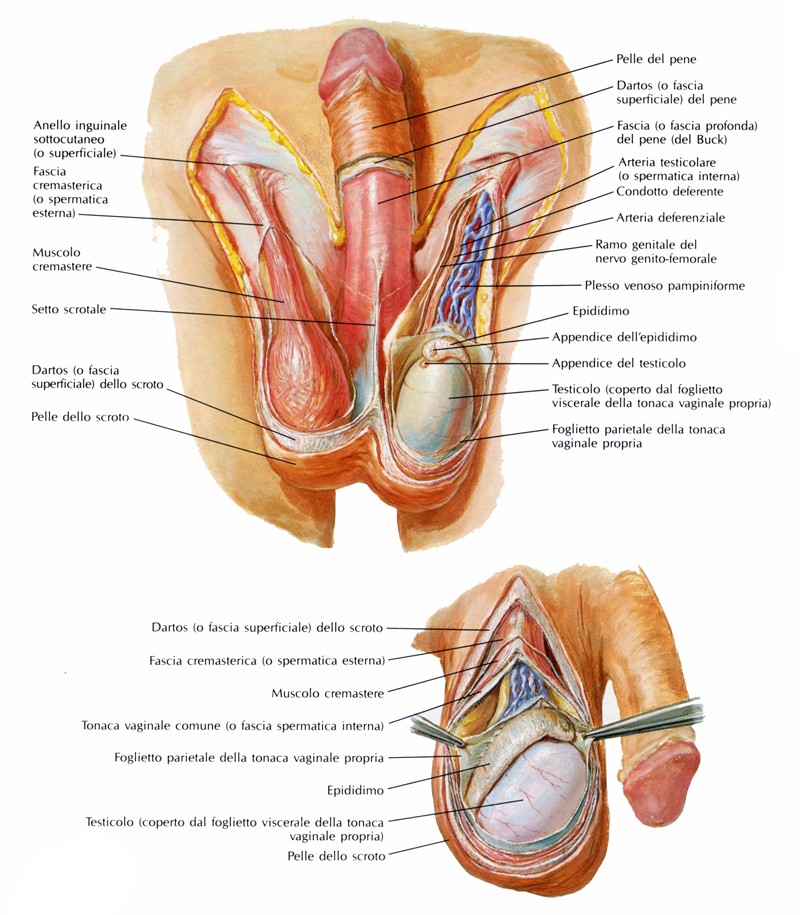 Apparato genitale maschile: anatomia normale macroscopica e microscopica | SpringerLink