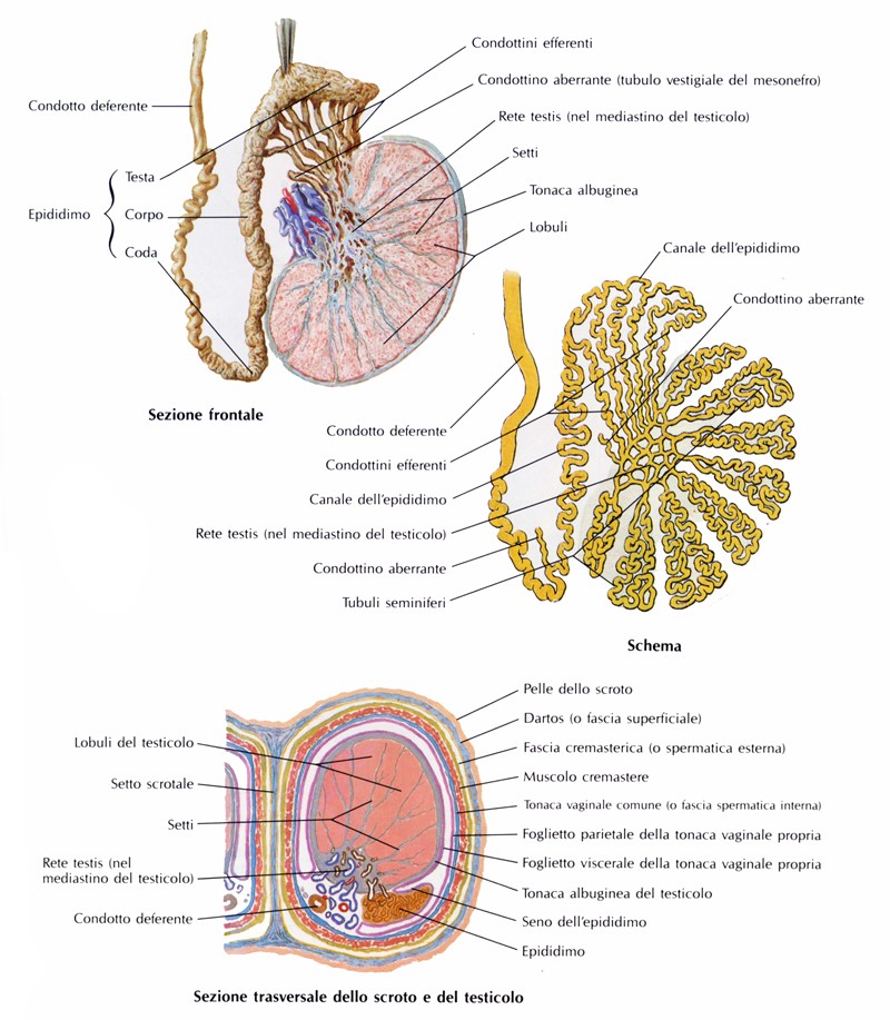 Epididimo