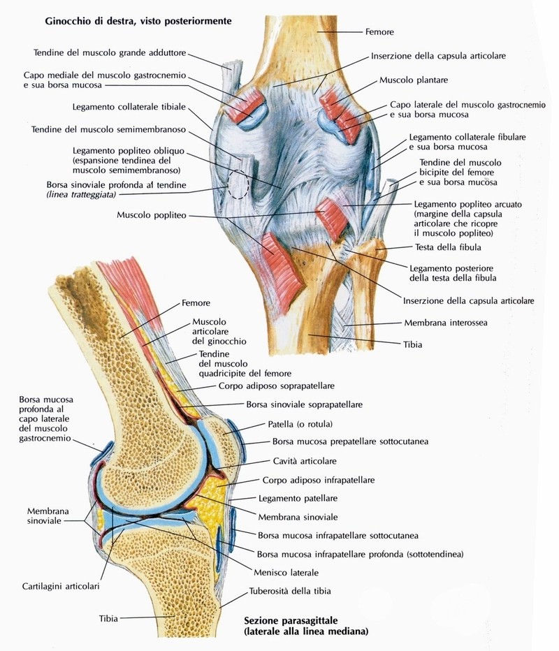 Legamenti del ginocchio