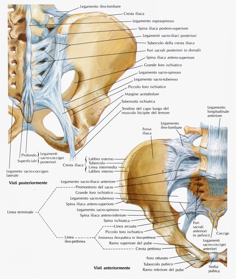 Articolazione sacro-coccigea