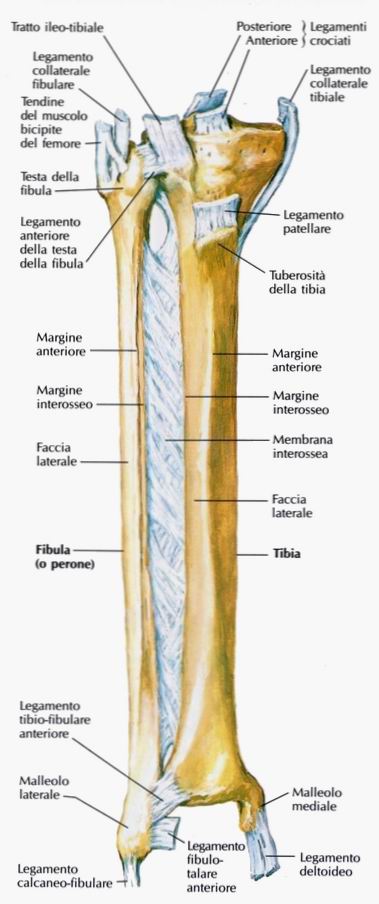 Membrana interossea della gamba