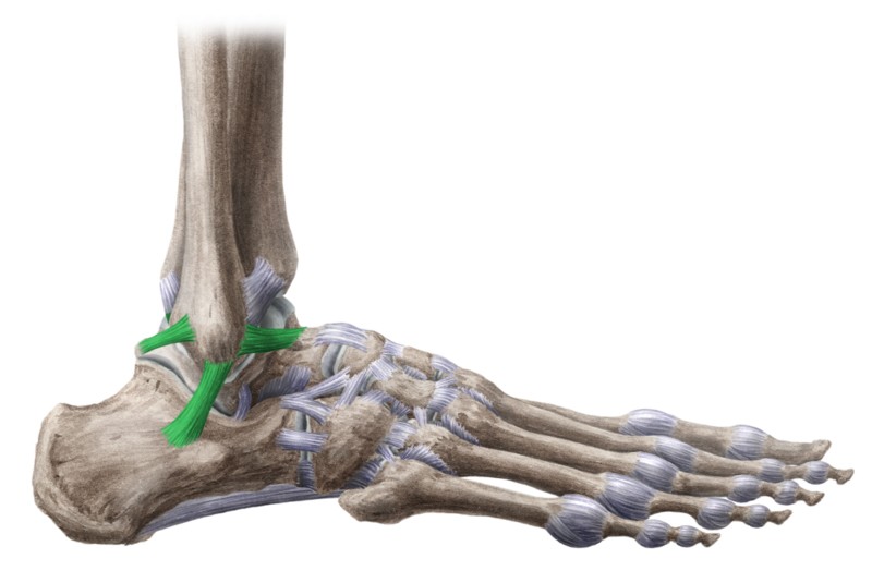 Legamento laterale del piede