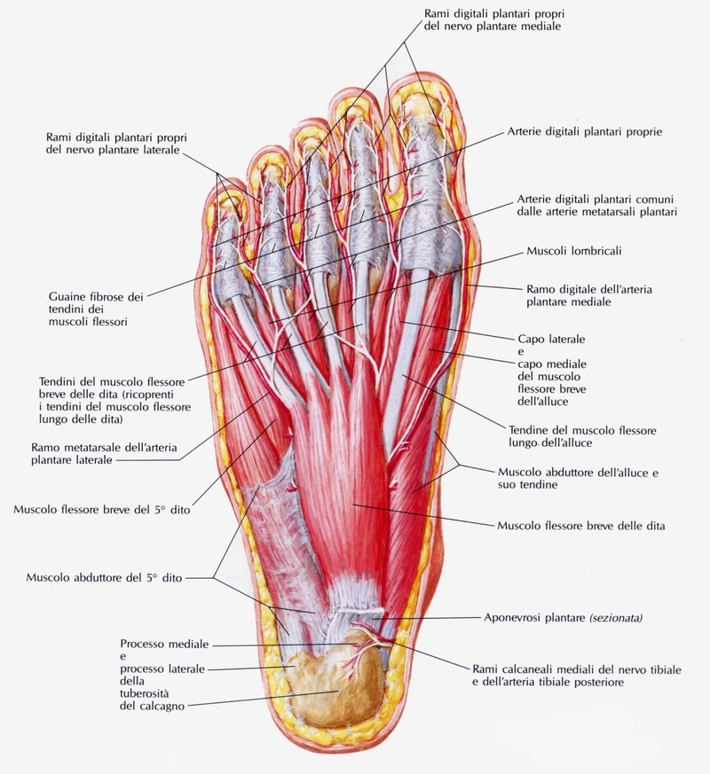 Muscoli lombricali del piede 