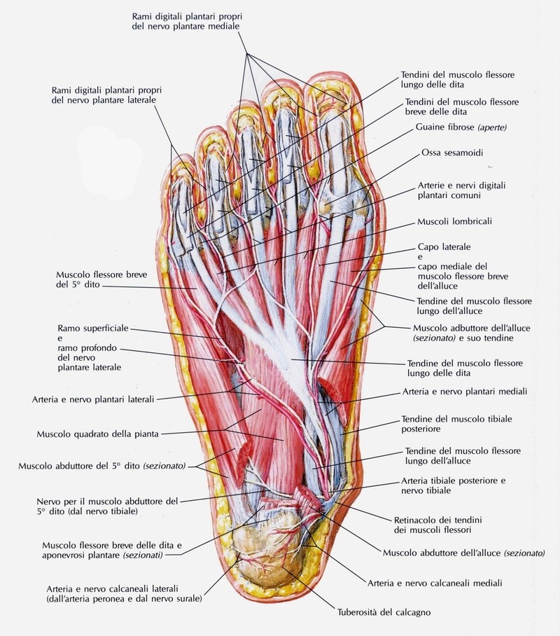 Muscolo quadrato della pianta del piede 