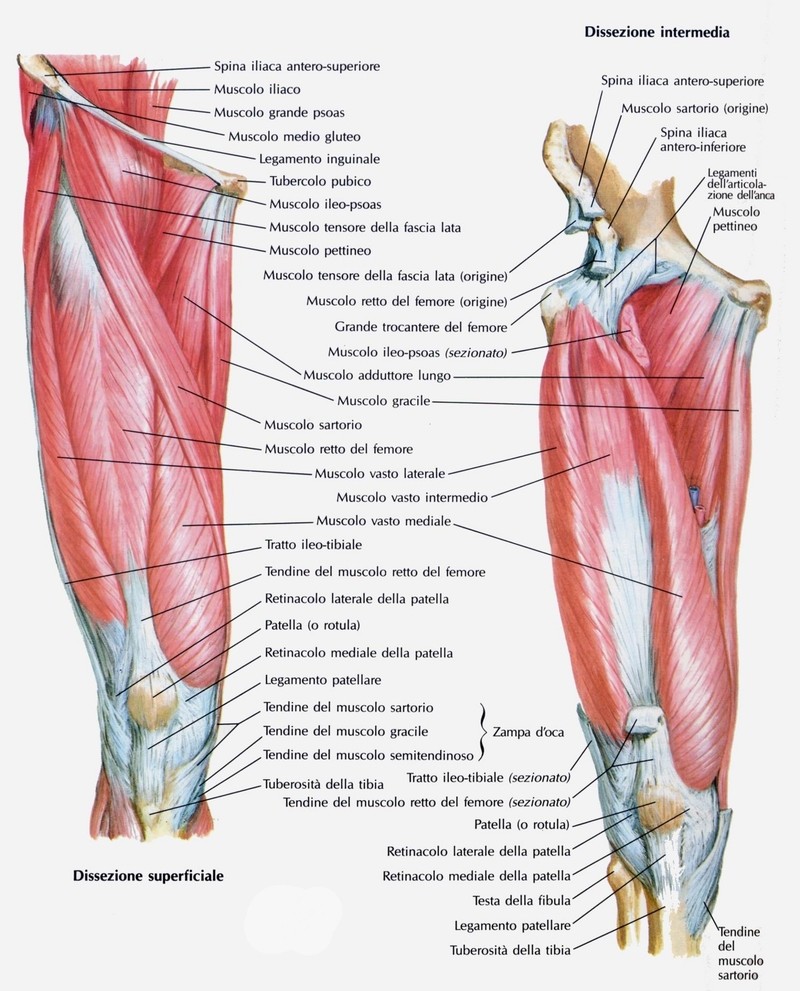 Muscolo quadricipite femorale