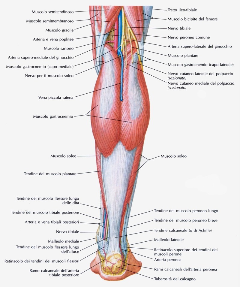Muscolo tricipite della sura, muscolo gastrocnemio, muscolo soleo