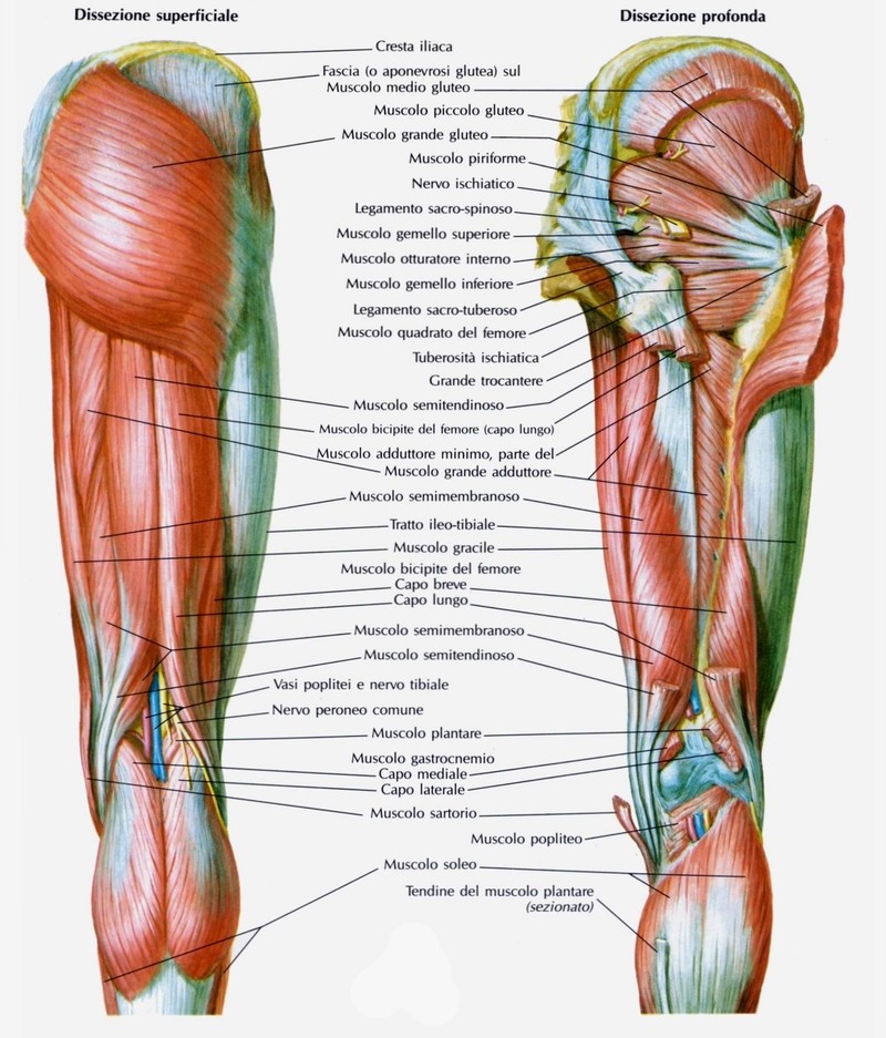 Muscolo bicipite femorale