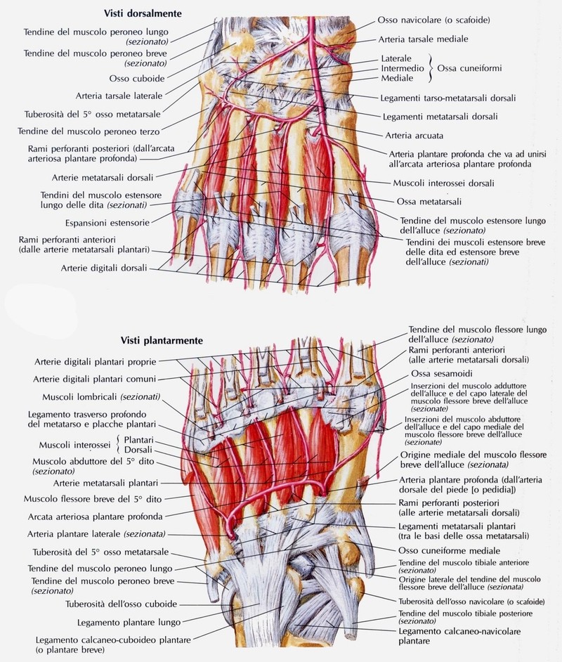 Muscoli interossei del piede