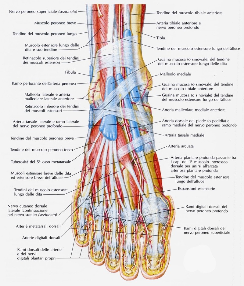 Retinacoli dei muscoli