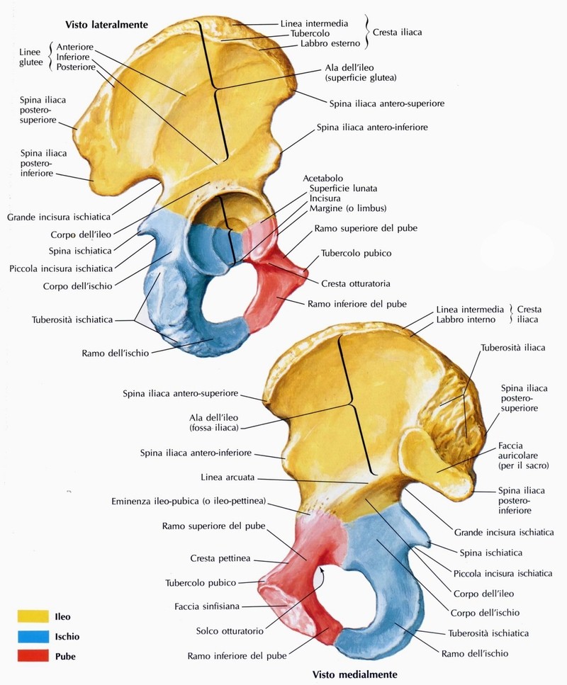 Osso dell'anca (o osso coxale)