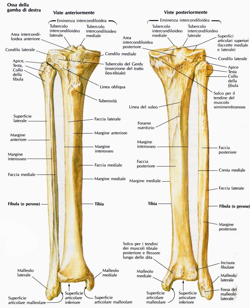 Fibula (o perone)