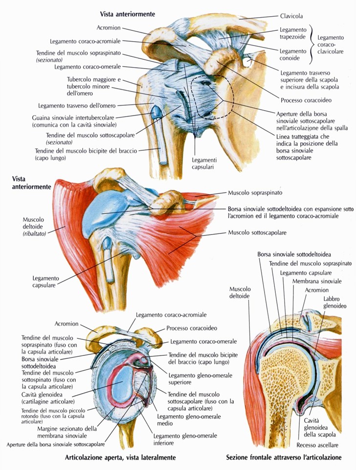 Articolazione scapolo-omerale, articolazione della spalla