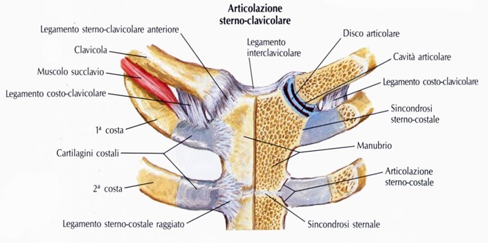 Articolazione sterno-clavicolare